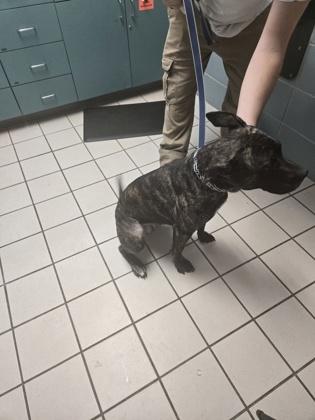 Enlarge Felicia, a Adoptable mixed breed in Largo, FL image 1/3