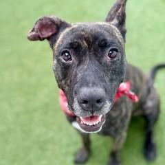 Enlarge Felicia, a Adoptable mixed breed in Largo, FL image 2/3