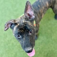 Enlarge Felicia, a Adoptable mixed breed in Largo, FL image 3/3