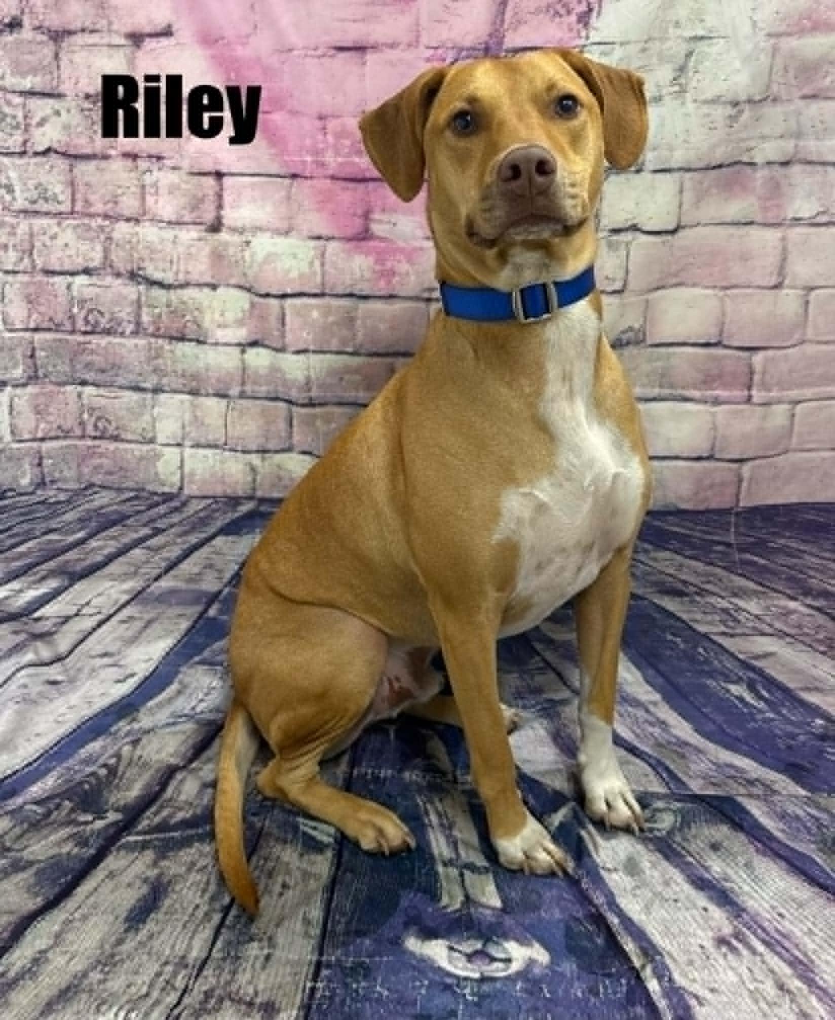 Enlarge Riley, a Adoptable mixed breed in Quincy, MI image 2/3