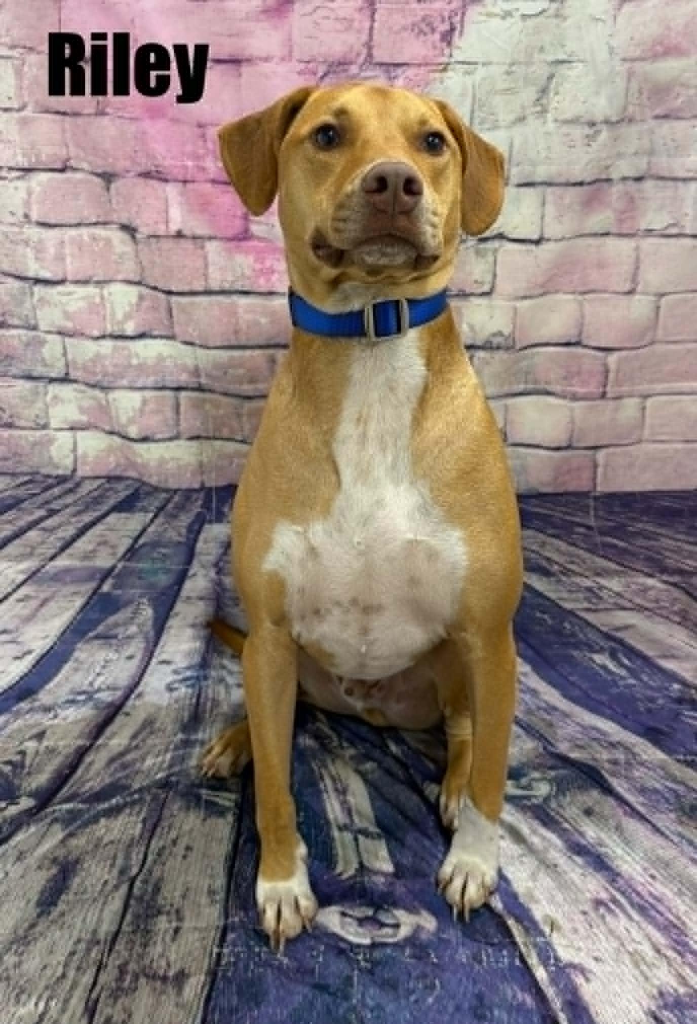 Enlarge Riley, a Adoptable mixed breed in Quincy, MI image 3/3