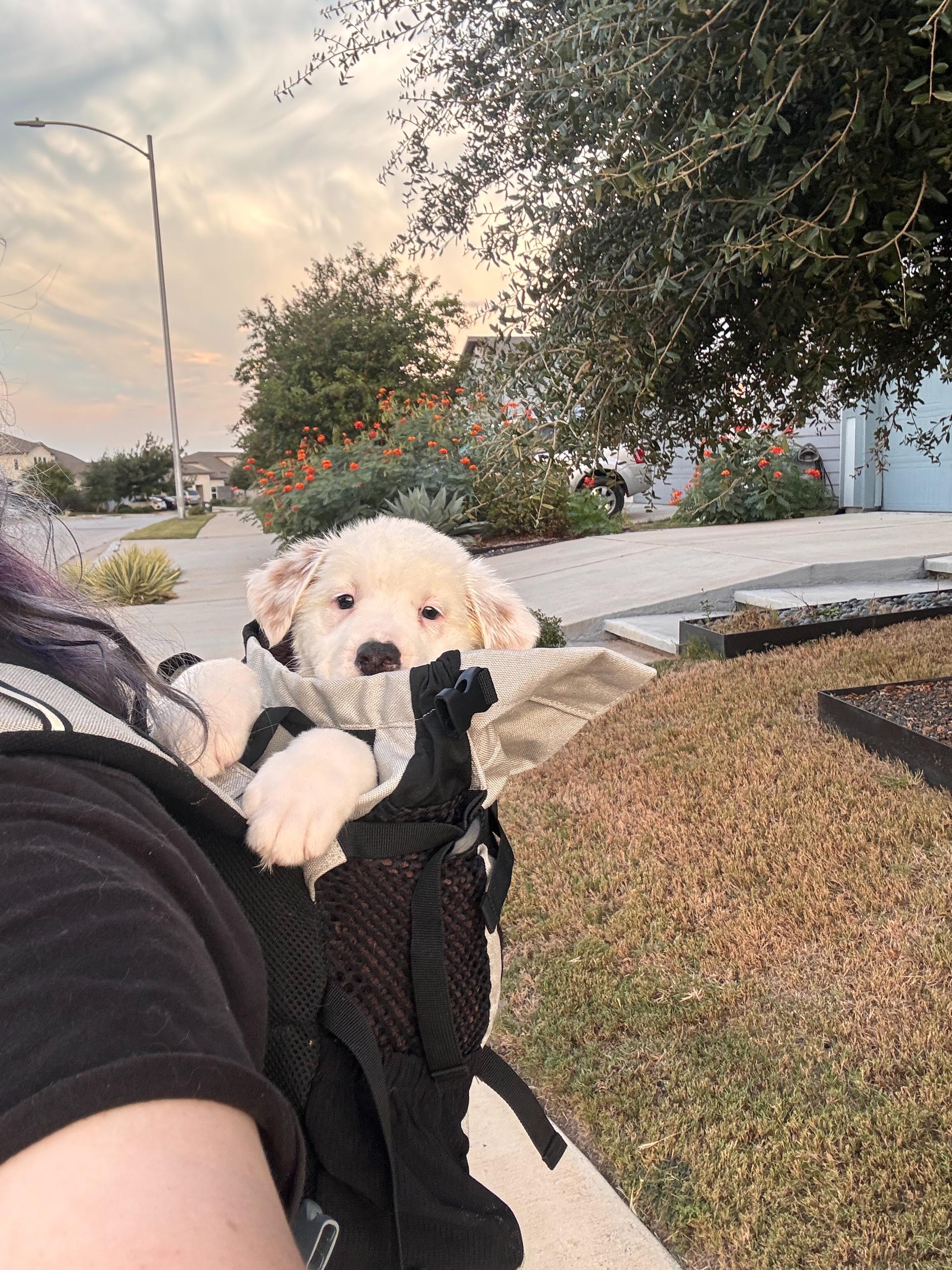 Enlarge Cecilia, a Adopted mixed breed in Pflugerville, TX image 4/6