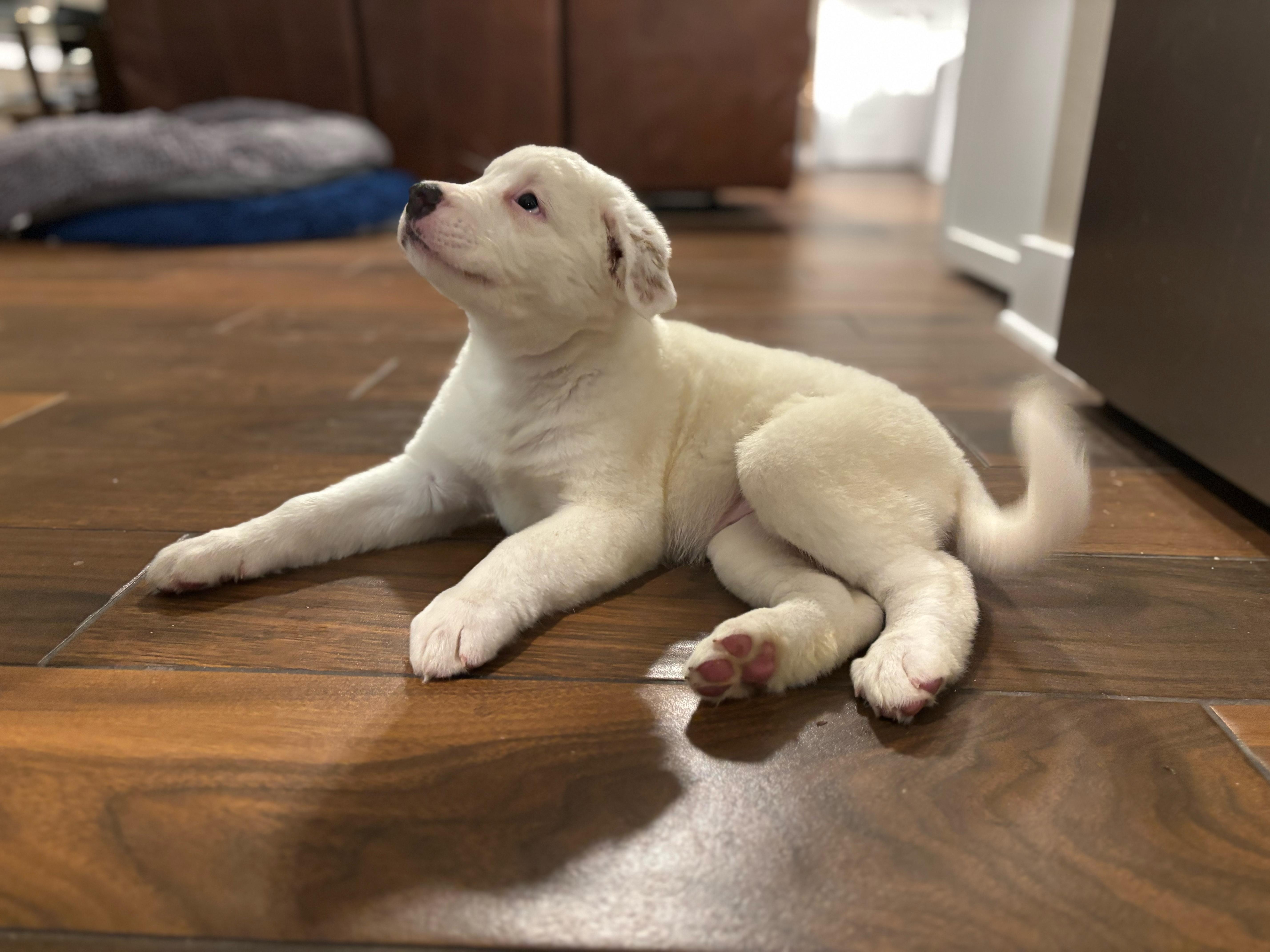 Enlarge Cecilia, a Adopted mixed breed in Pflugerville, TX image 2/6