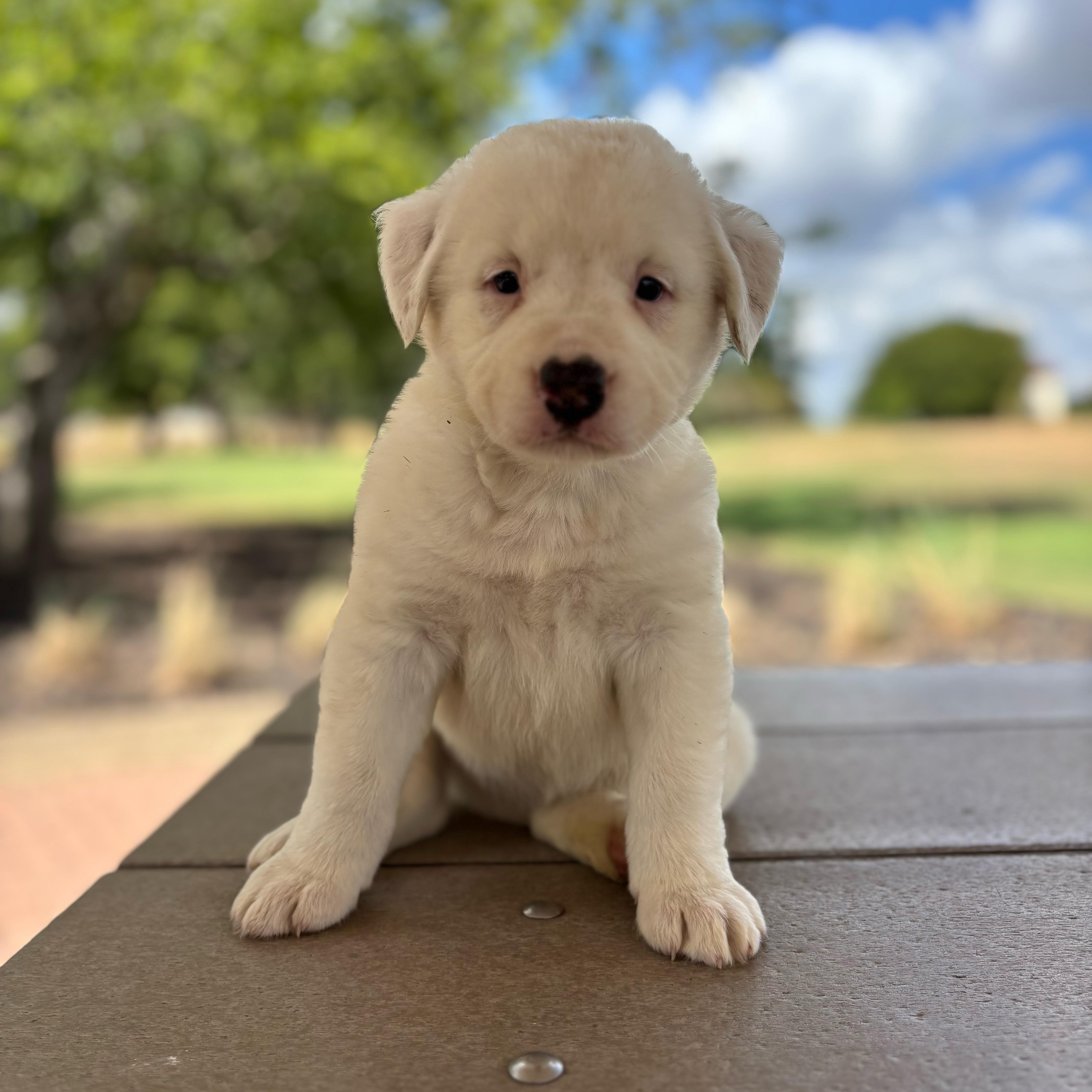 Cecilia, Adopted, Puppy Female Great Pyrenees & Australian Cattle Dog / Blue Heeler.