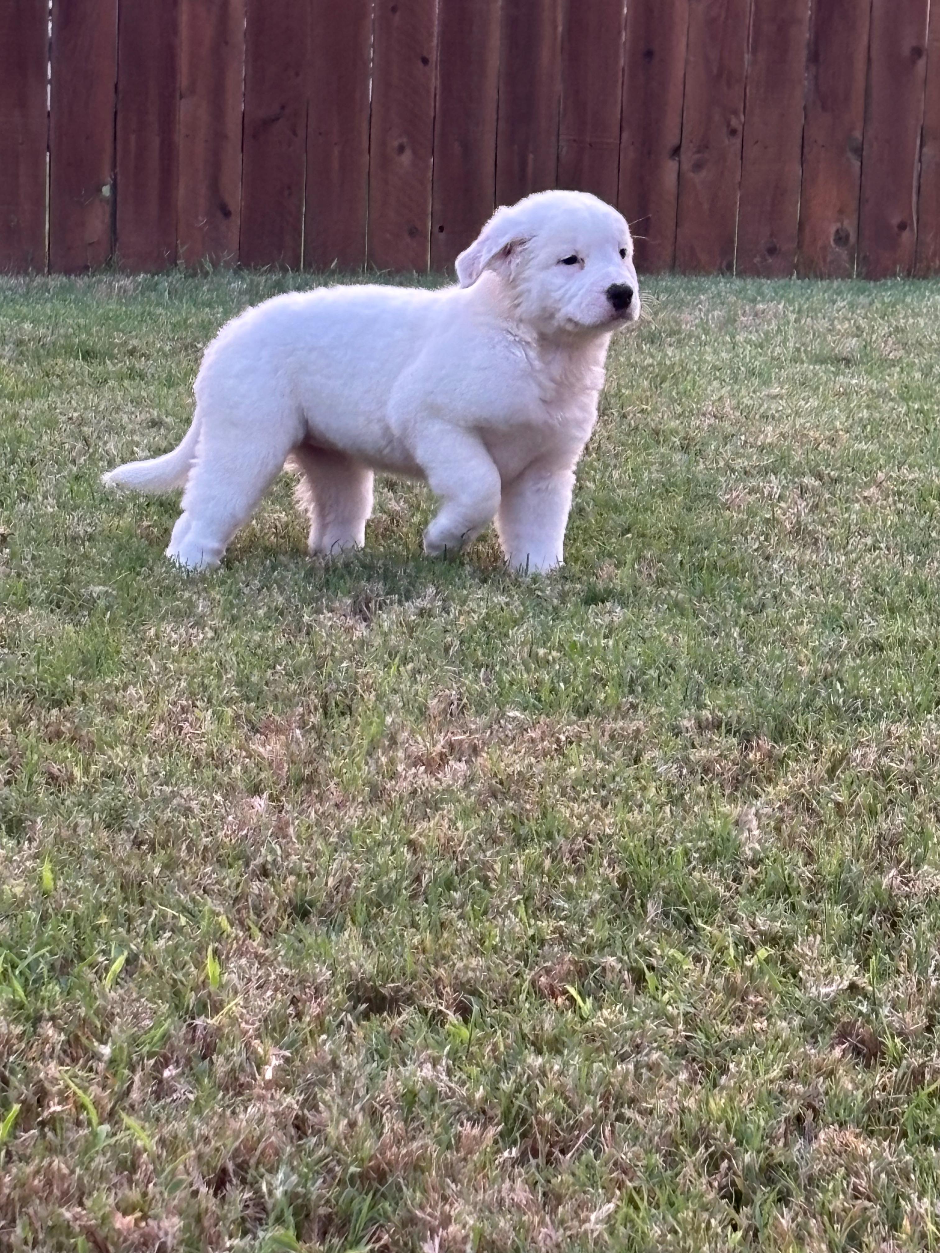 Enlarge Cecilia, a Adopted mixed breed in Pflugerville, TX image 5/6