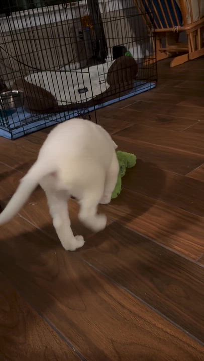 Enlarge Cecilia, a Adopted mixed breed in Pflugerville, TX video 6/6