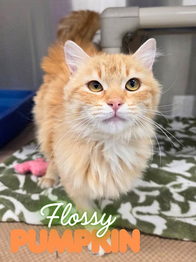 Enlarge Flossy Pumpkin, an adopted Domestic Long Hair in Nevada, IA image 1/1