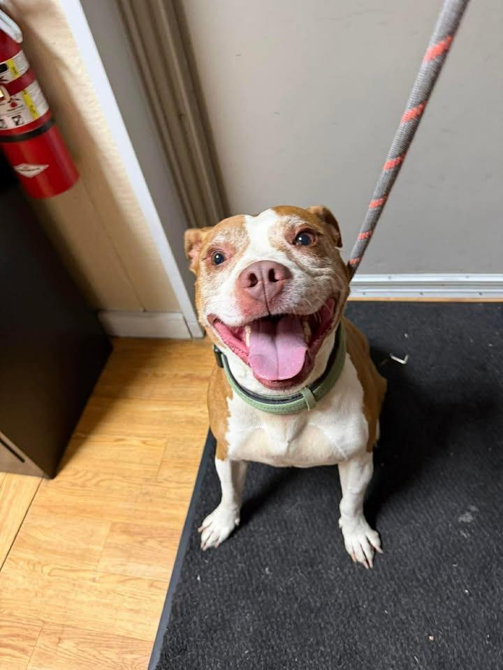 Enlarge Wonder, a Adoptable Pit Bull Terrier in Greensburg, IN image 1/1