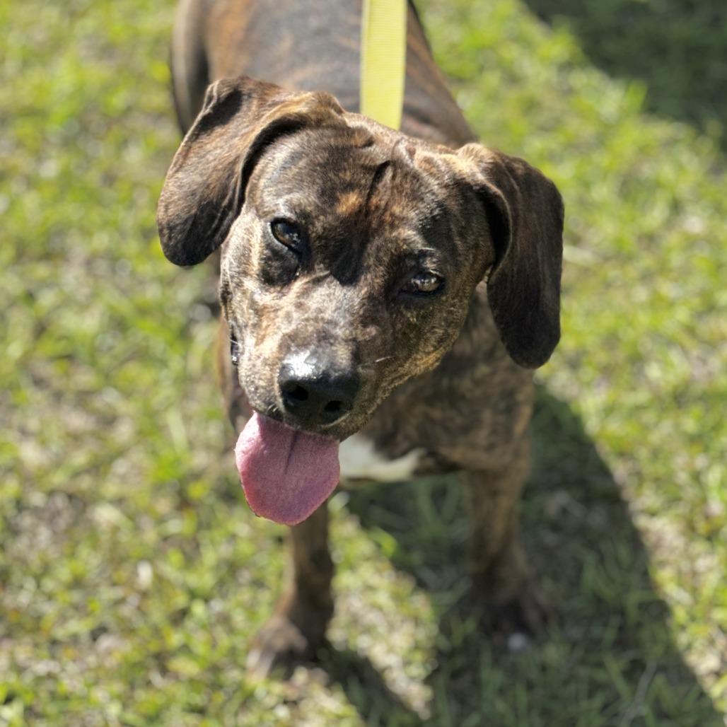 Dumbo, Adoptable, Adult Male Mixed Breed.