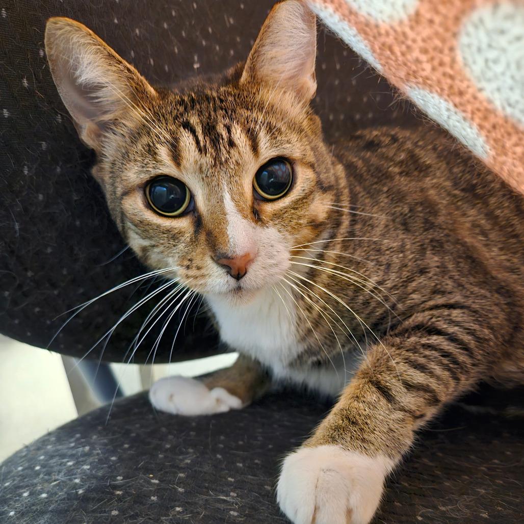 Jane, Adoptable, Adult Female Domestic Short Hair.