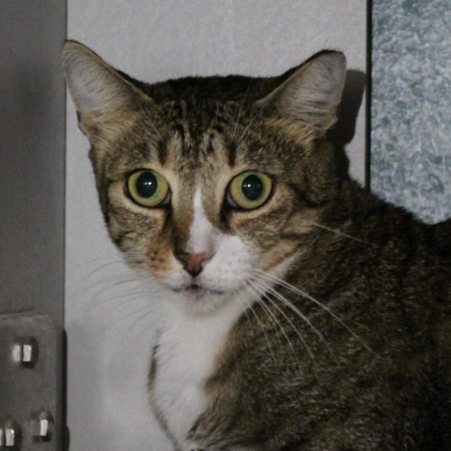 Enlarge Jane, a Adoptable Domestic Short Hair in Sarasota, FL image 2/3