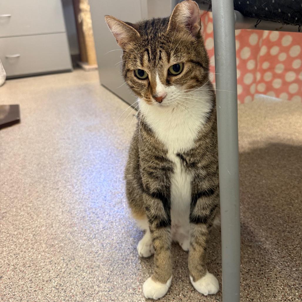 Enlarge Jane, a Adoptable Domestic Short Hair in Sarasota, FL image 6/6