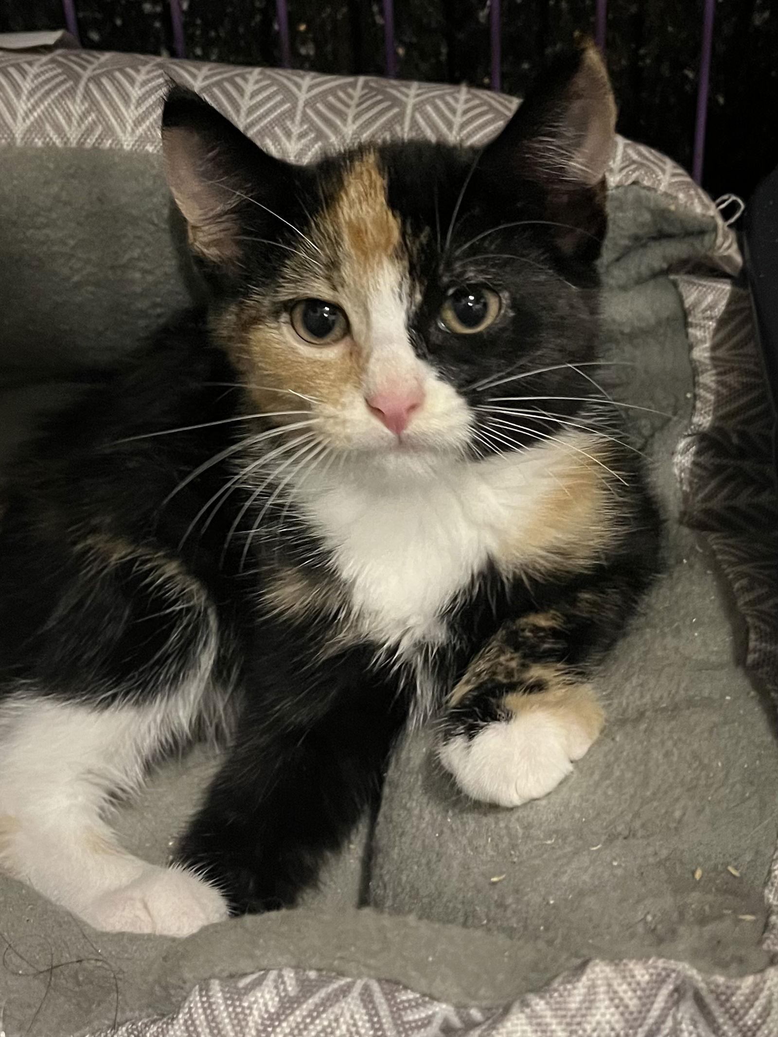 Dina, Adopted, Kitten Female Calico.