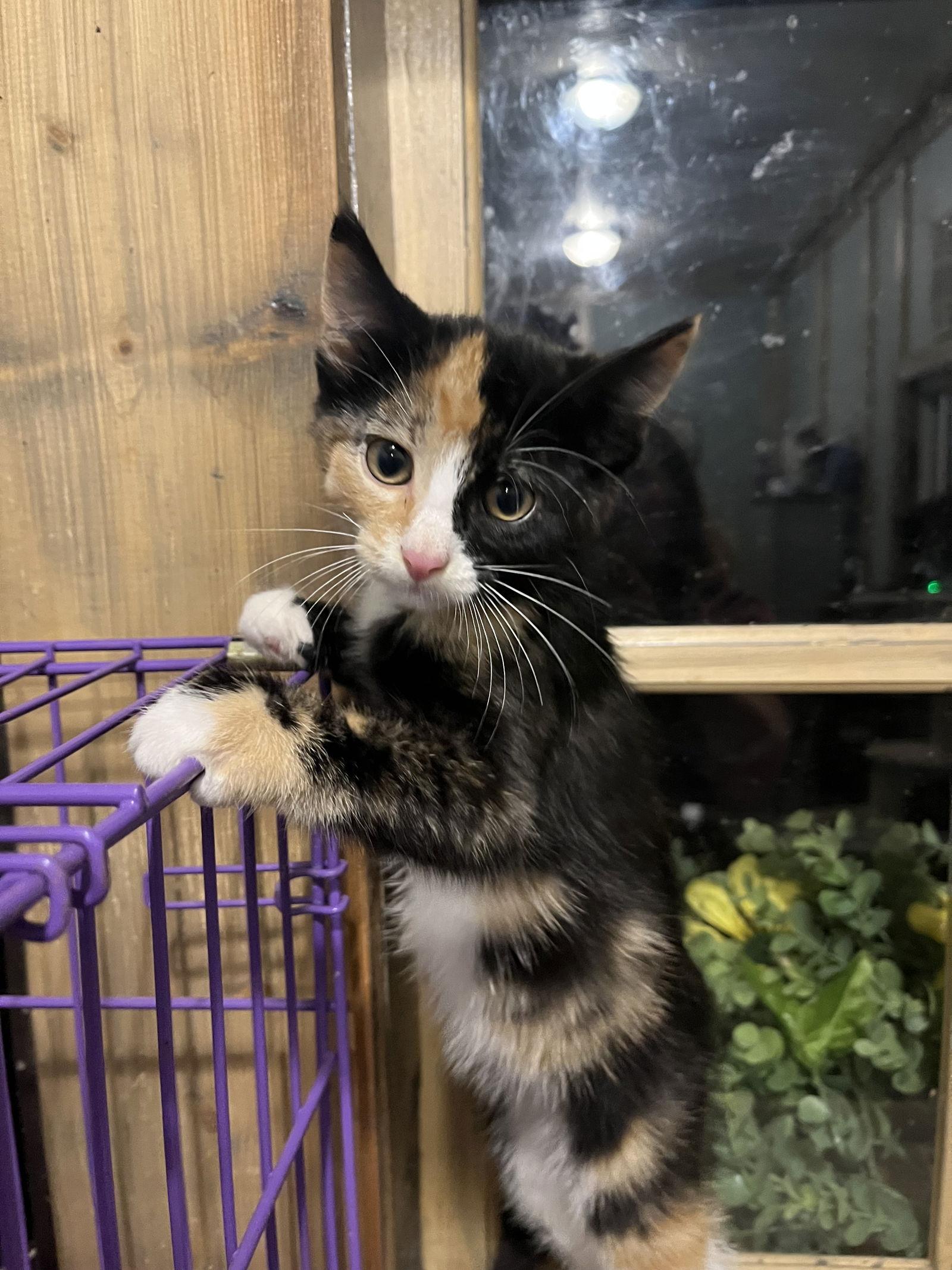 Enlarge Dina, a Adopted Calico in Zimmerman, MN image 2/2