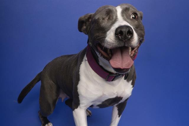 MOLLY, Adoptable, Adult Female Pit Bull Terrier.