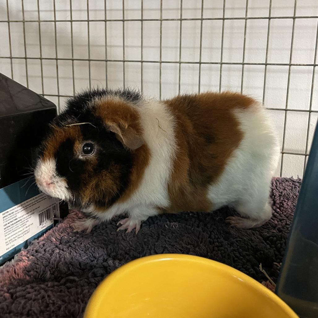 Enlarge Donna Jean, a Adoptable Guinea Pig in Madison, WI image 1/2