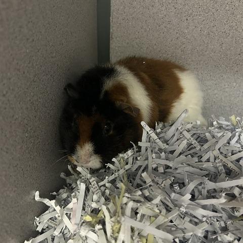 Enlarge Donna Jean, a Adoptable Guinea Pig in Madison, WI image 2/2