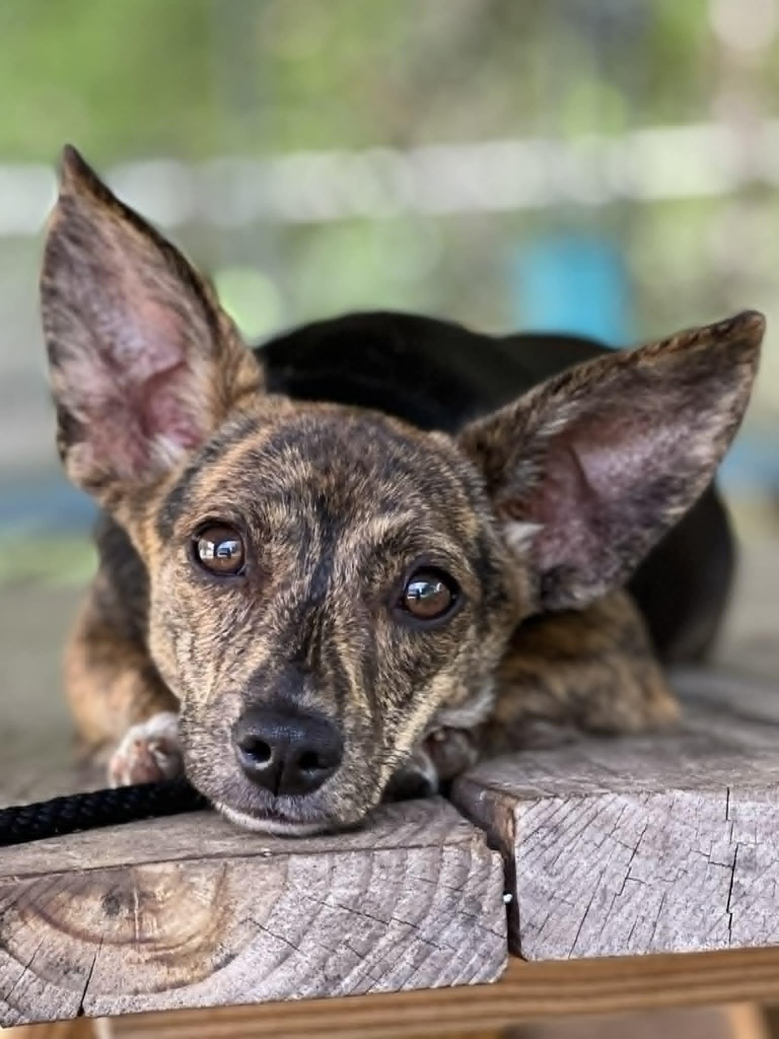Enlarge Ursula, a ADOPTABLE mixed breed in Brunswick, ME image 2/2