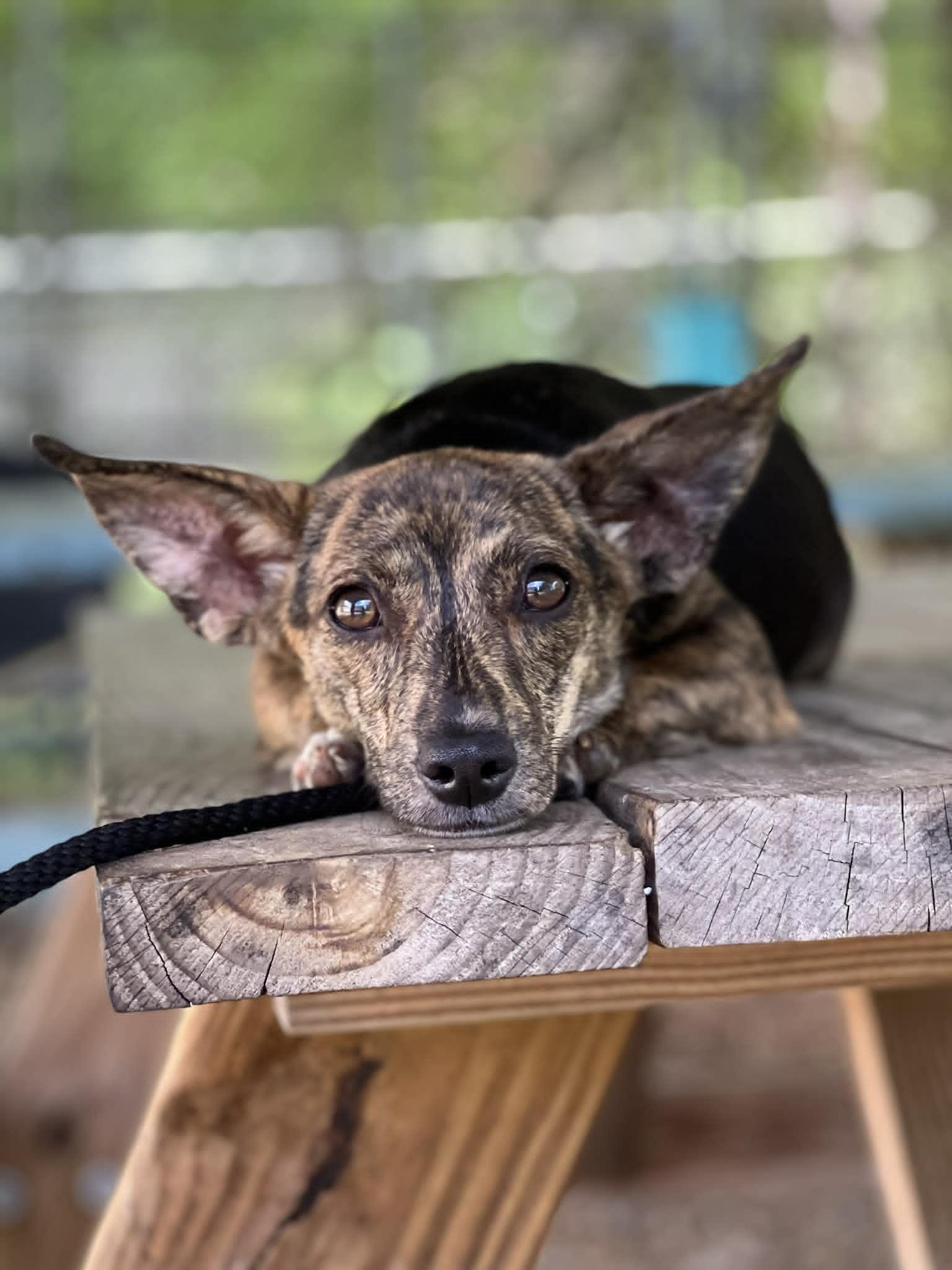 Enlarge Ursula, a ADOPTABLE mixed breed in Brunswick, ME image 1/2