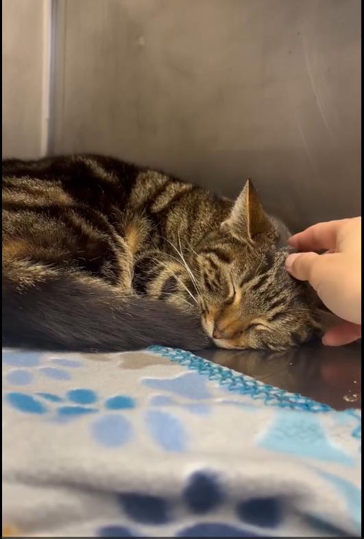 Enlarge Marie (& Hugo), a ADOPTABLE Domestic Short Hair in East Providence, RI image 2/2