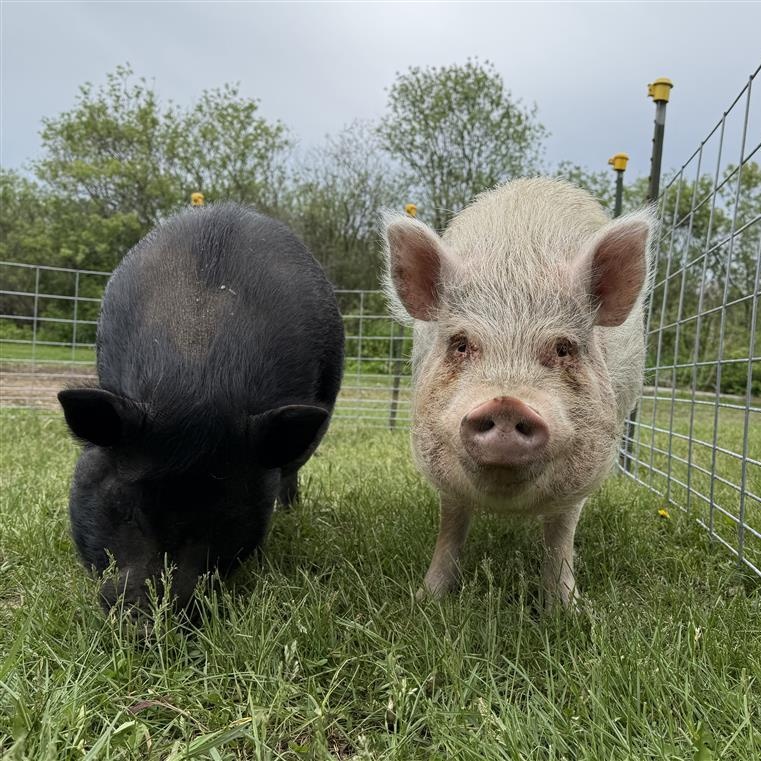 Dwight and Ralph, Adoptable, Adult Male Pot Bellied & Vietnamese Pot Bellied.