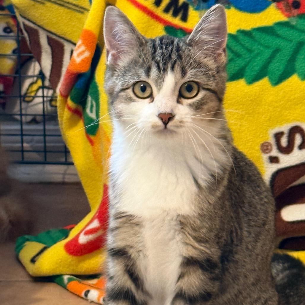 Enlarge Jumino, a Adoptable Domestic Short Hair in Fenton, MI image 1/2