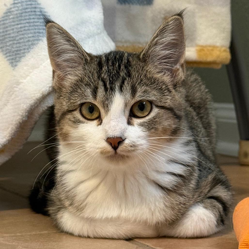 Enlarge Jumino, a Adoptable Domestic Short Hair in Fenton, MI image 2/2