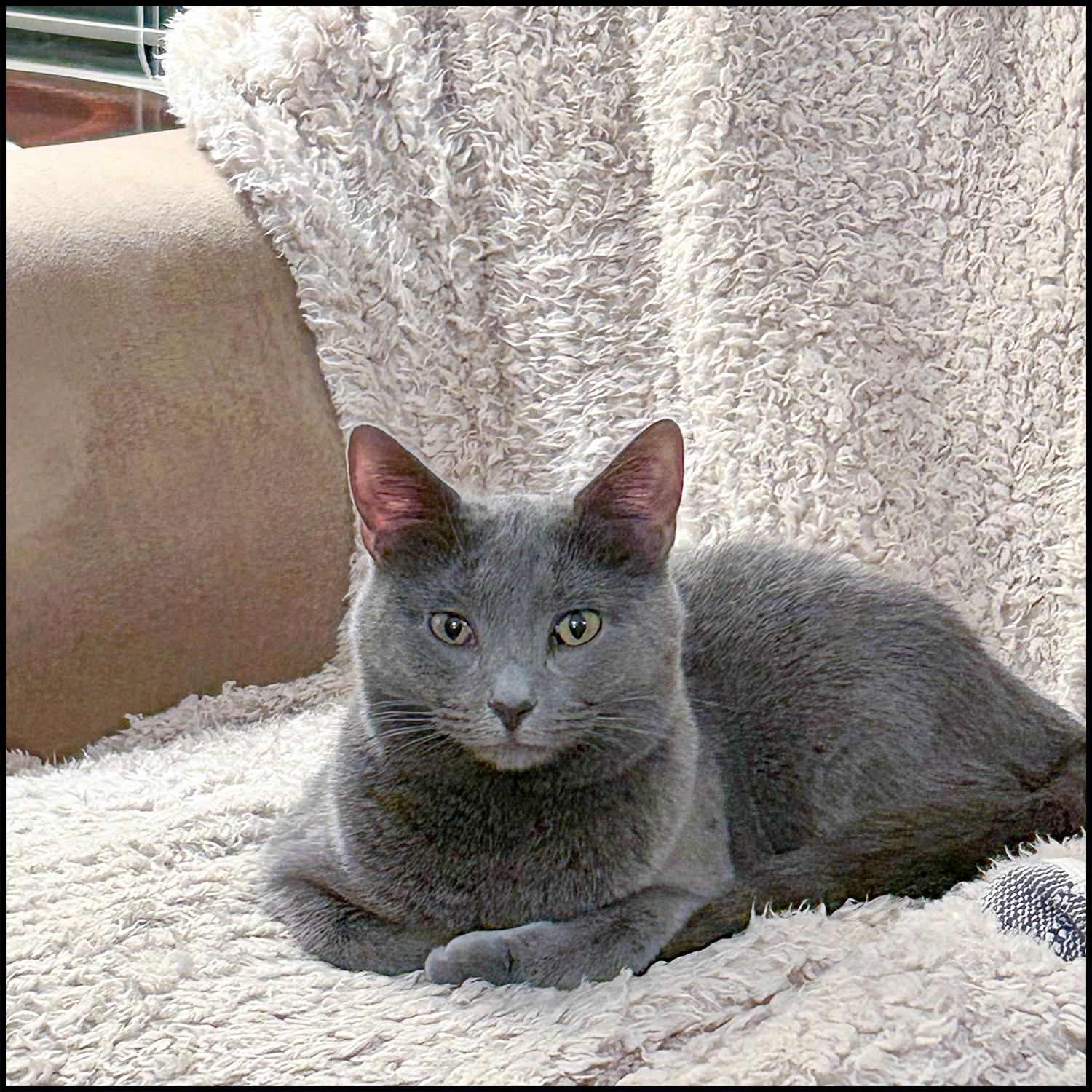 Enlarge Taima, an adoptable Domestic Short Hair in Roswell, GA image 1/6