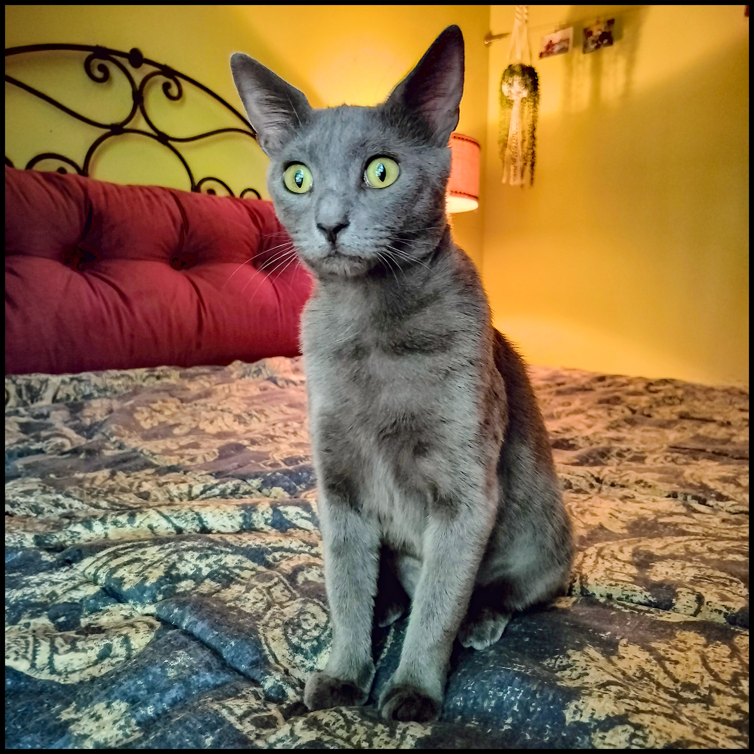 Enlarge Taima, an adoptable Domestic Short Hair in Roswell, GA image 3/6