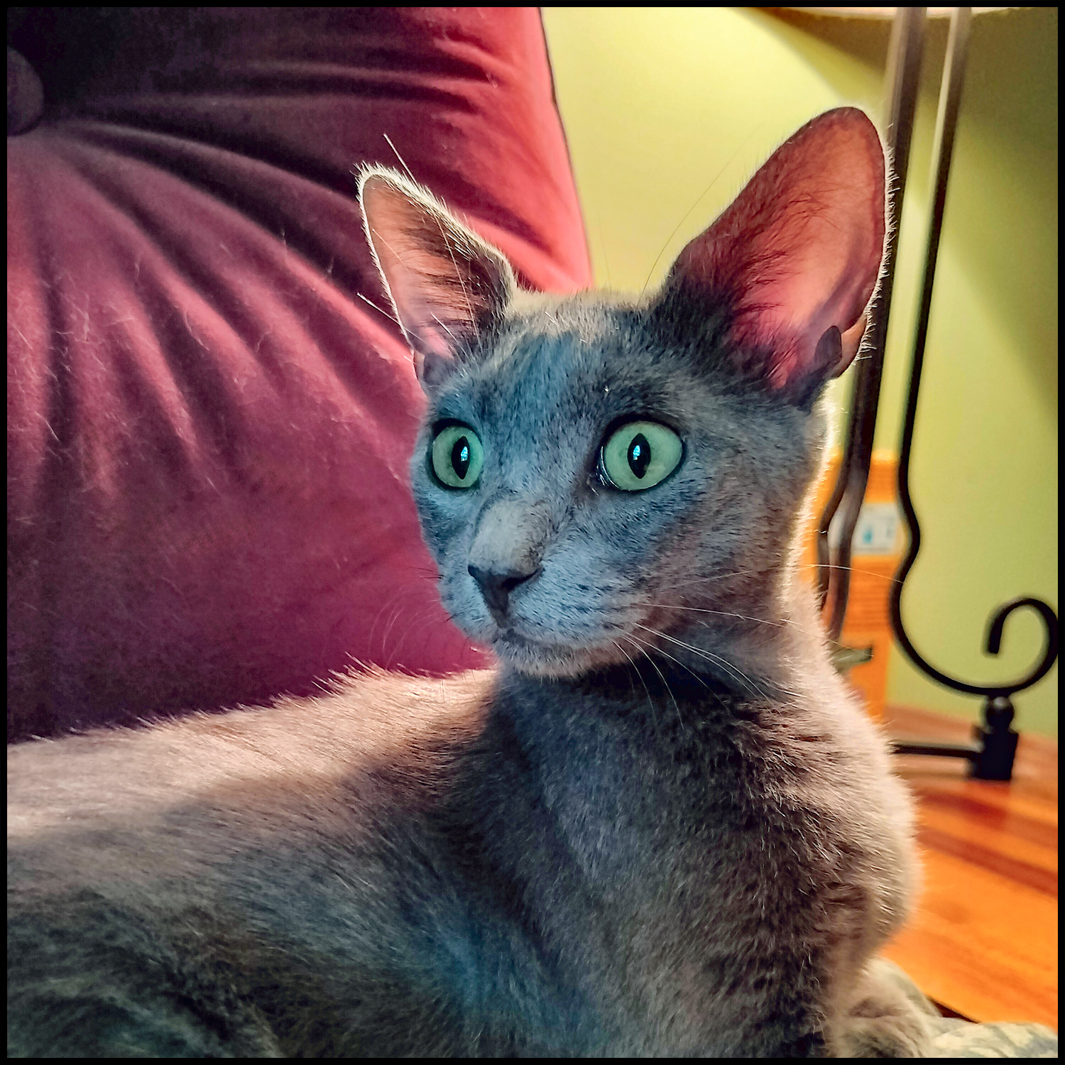 Enlarge Taima, an adoptable Domestic Short Hair in Roswell, GA image 5/6