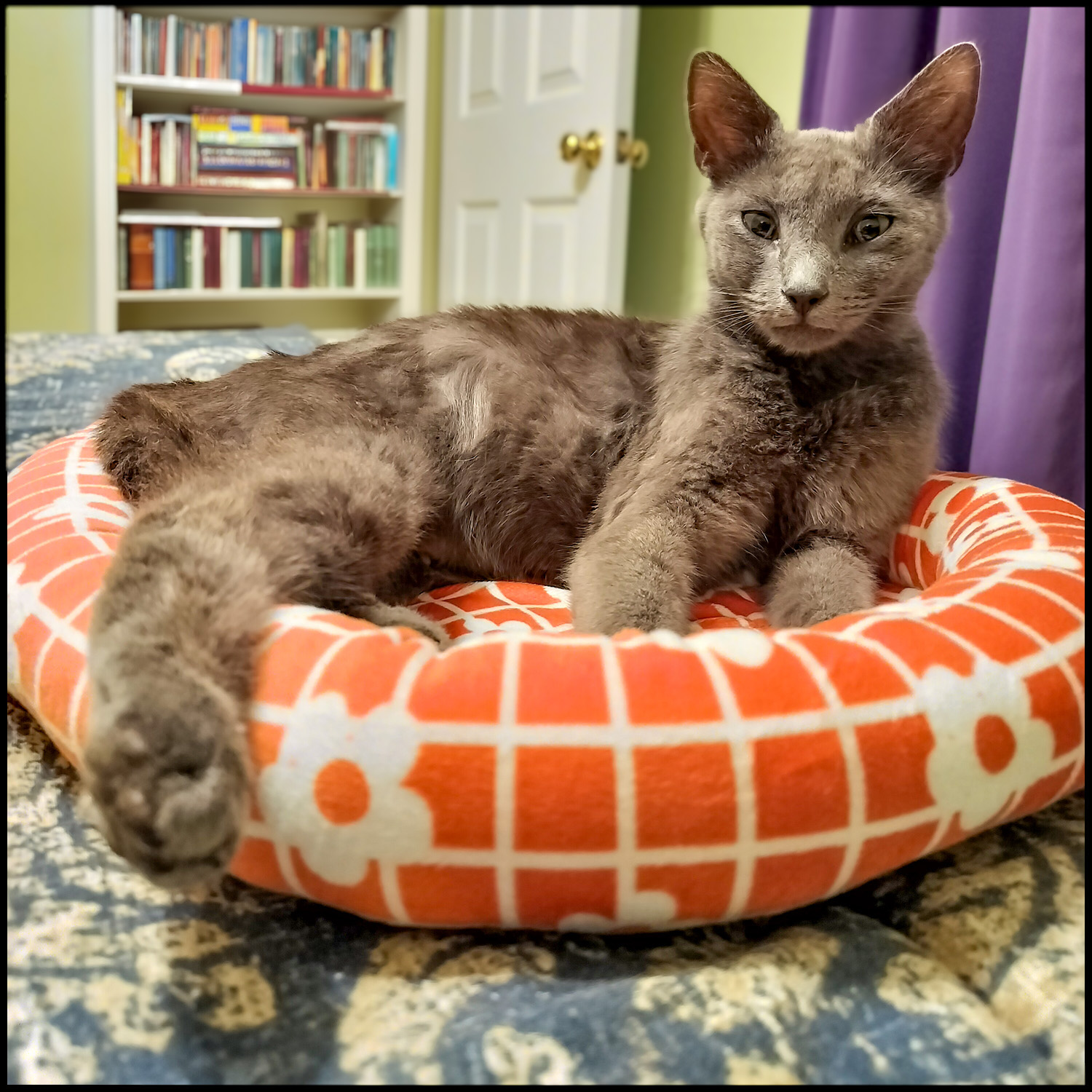 Enlarge Taima, an adoptable Domestic Short Hair in Roswell, GA image 4/6