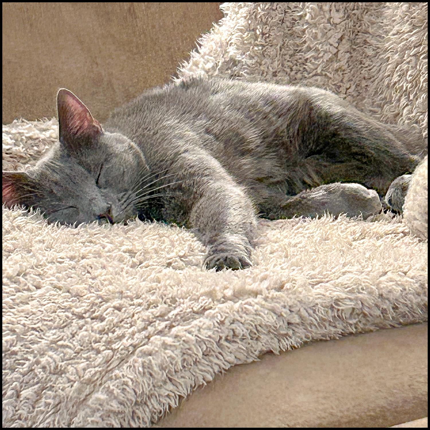 Enlarge Taima, an adoptable Domestic Short Hair in Roswell, GA image 6/6