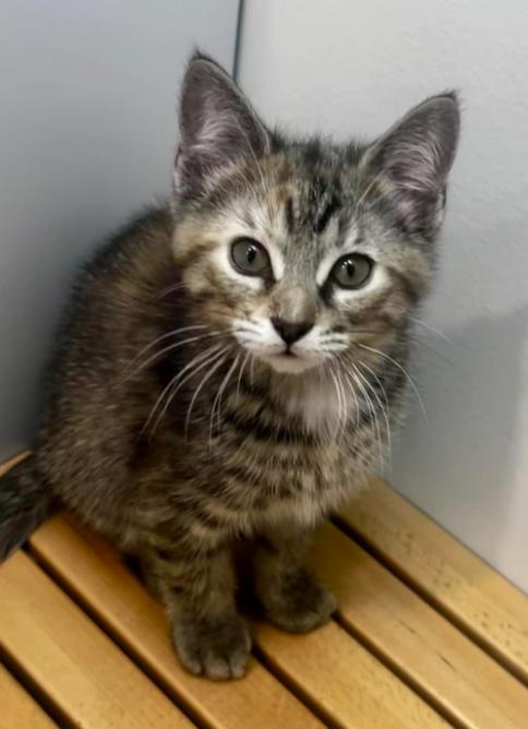 Enlarge Molli, an adopted Domestic Short Hair in Battle Creek, MI image 2/2