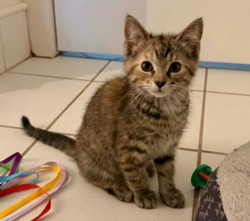 Molli, adopted, Kitten Female Domestic Short Hair.