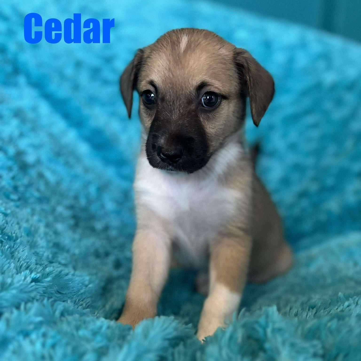 Cedar 3