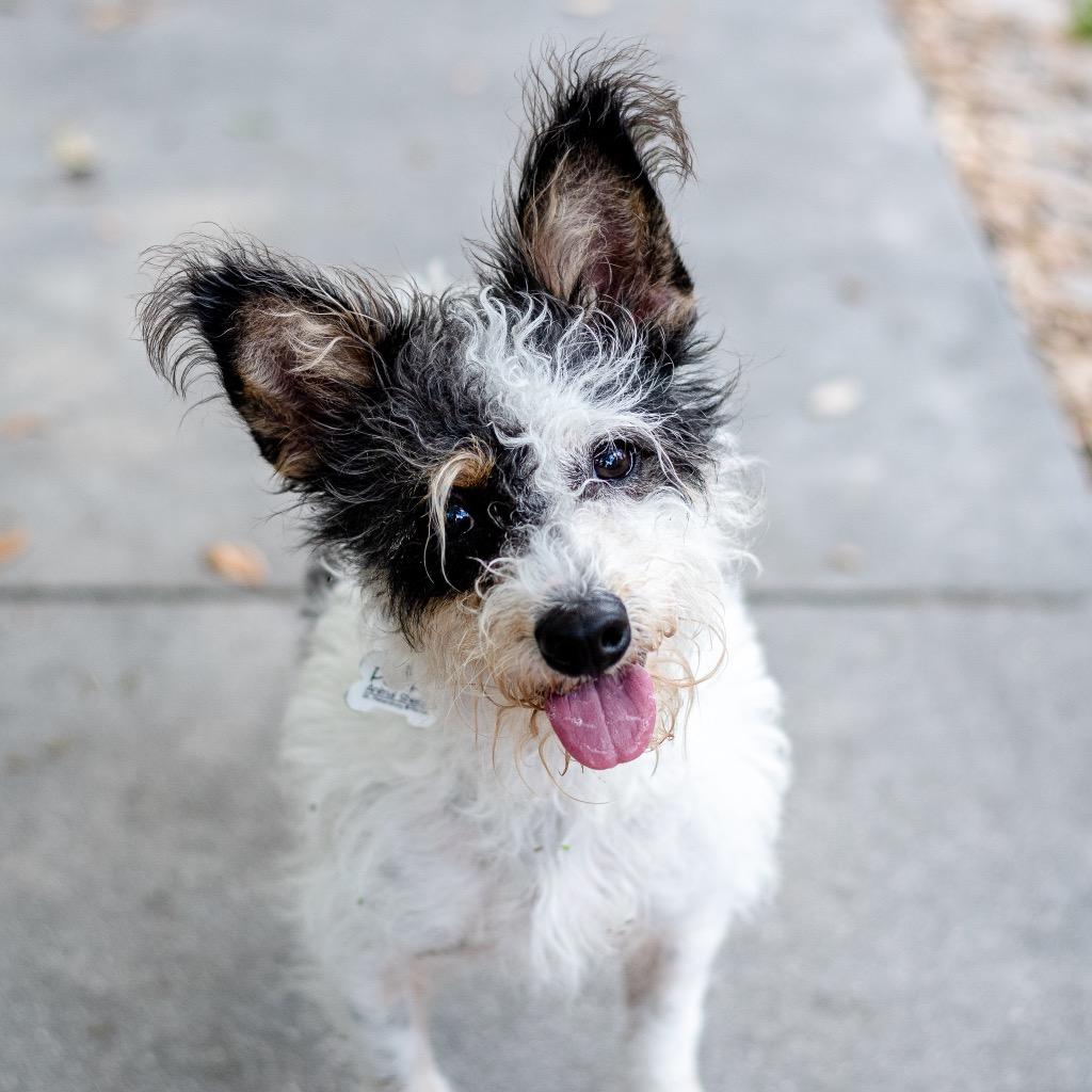 Enlarge CoCo, a Adoptable mixed breed in Saint Petersburg, FL image 1/2