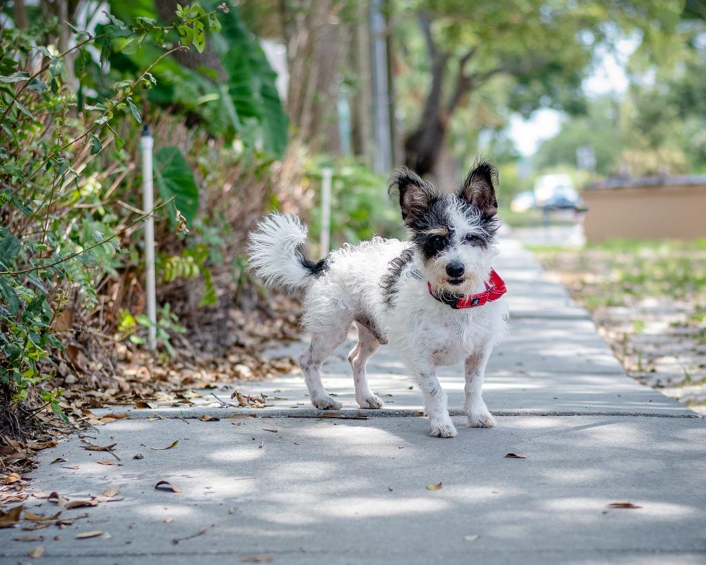 CoCo, a Adoptable mixed breed in Saint Petersburg, FL image 2/2