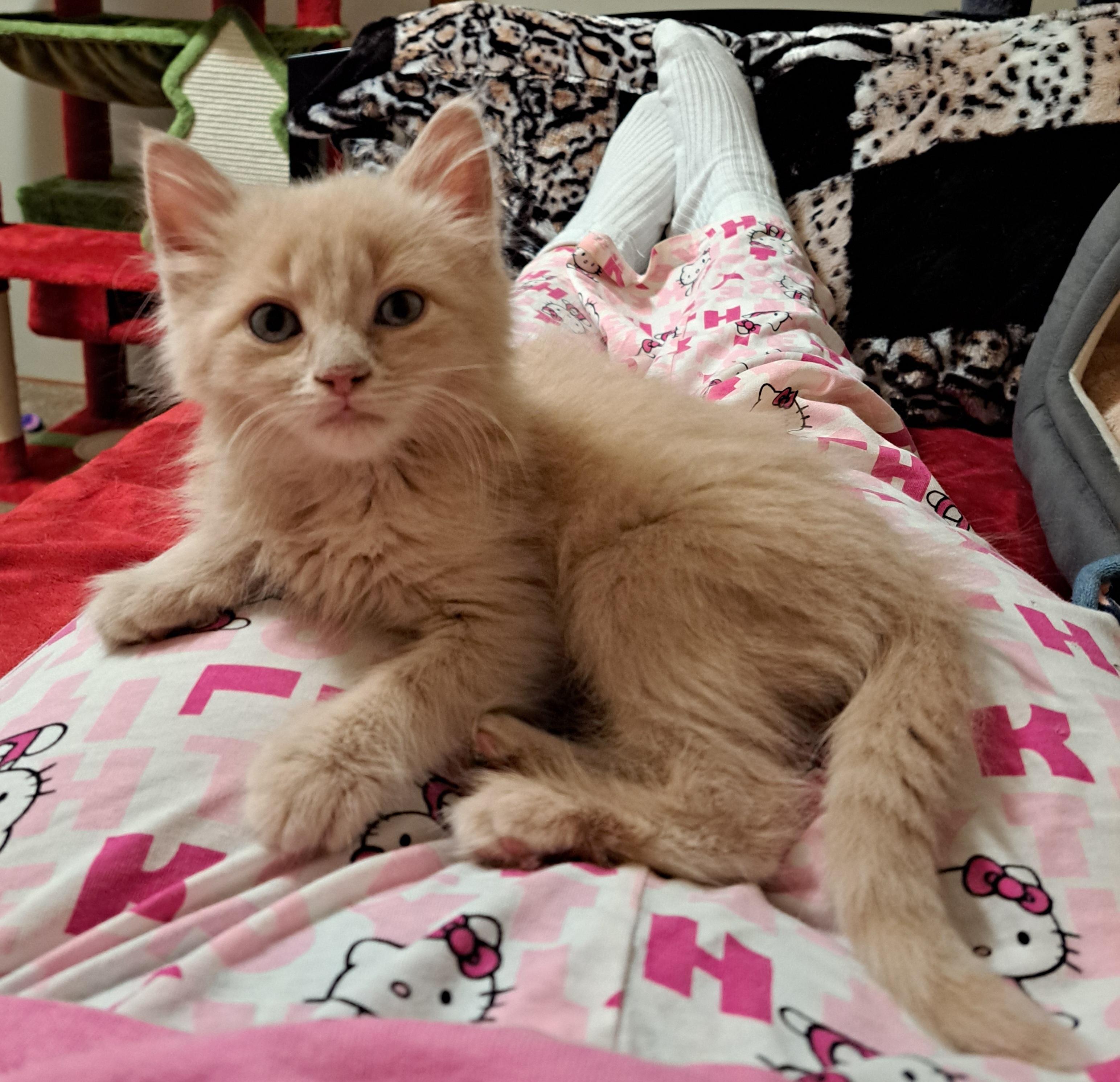 Enlarge Jimmy, an adopted Domestic Long Hair in Granite Falls, NC image 5/6