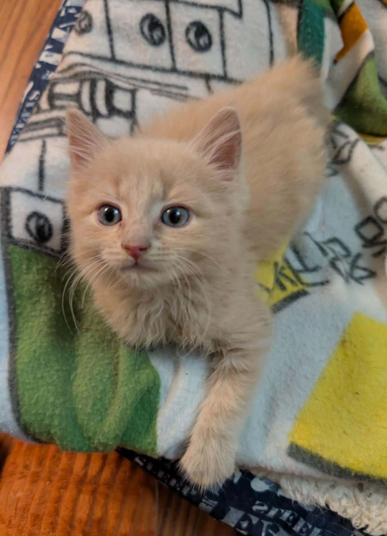 Enlarge Jimmy, an adopted Domestic Long Hair in Granite Falls, NC image 3/6