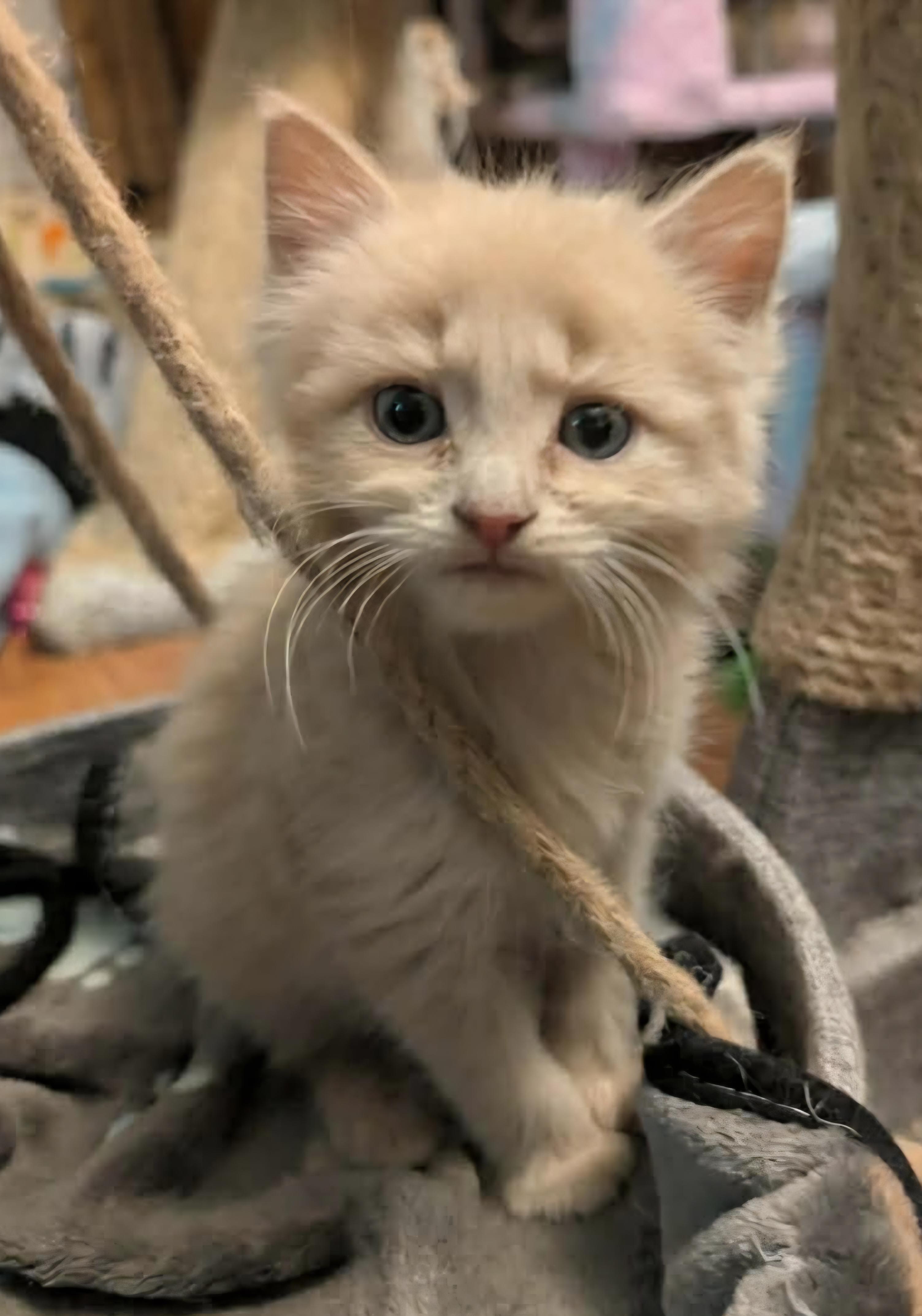 Enlarge Jimmy, an adopted Domestic Long Hair in Granite Falls, NC image 6/6