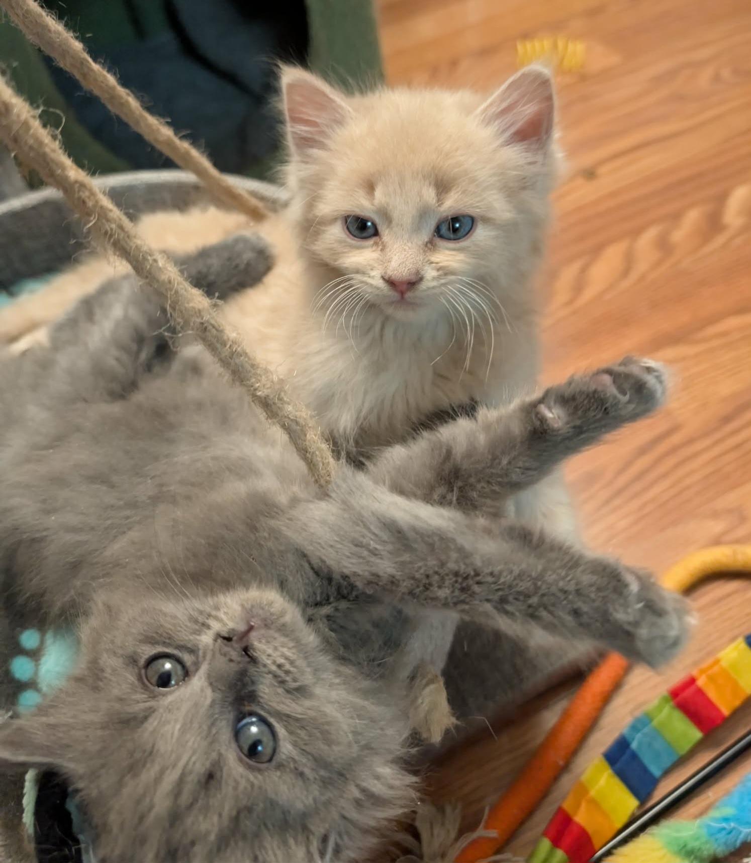 Enlarge Jimmy, an adopted Domestic Long Hair in Granite Falls, NC image 2/6