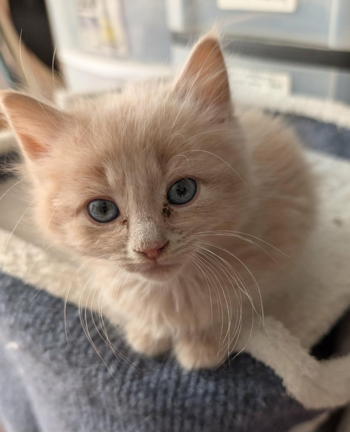 Enlarge Jimmy, an adopted Domestic Long Hair in Granite Falls, NC image 4/6