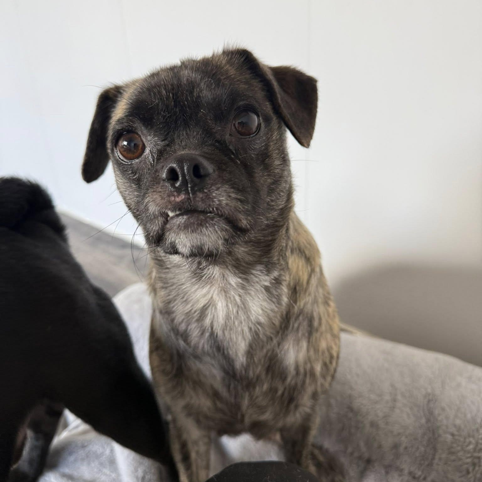 Enlarge Athena, a ADOPTABLE mixed breed in Alma, MI image 2/2