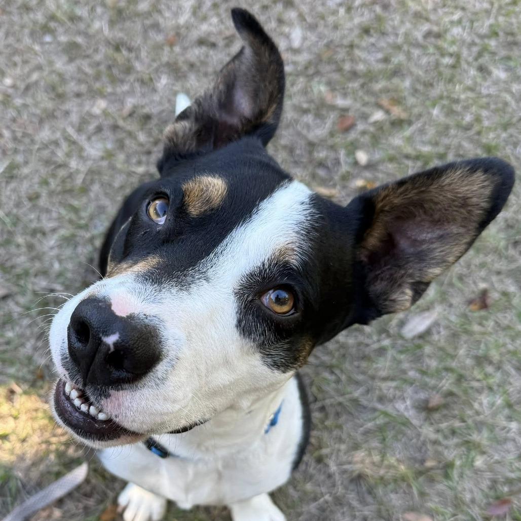 Joseph, Adoptable, Adult Male Mixed Breed.