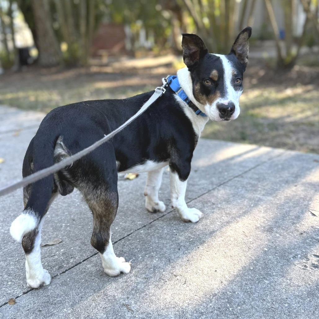 Enlarge Joseph, a Adoptable Mixed Breed in Sarasota, FL image 2/6