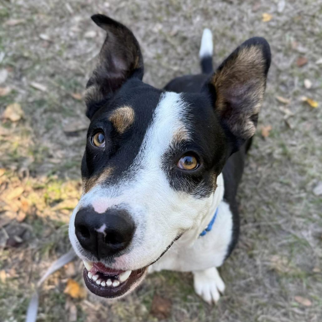 Enlarge Joseph, a Adoptable Mixed Breed in Sarasota, FL image 3/6