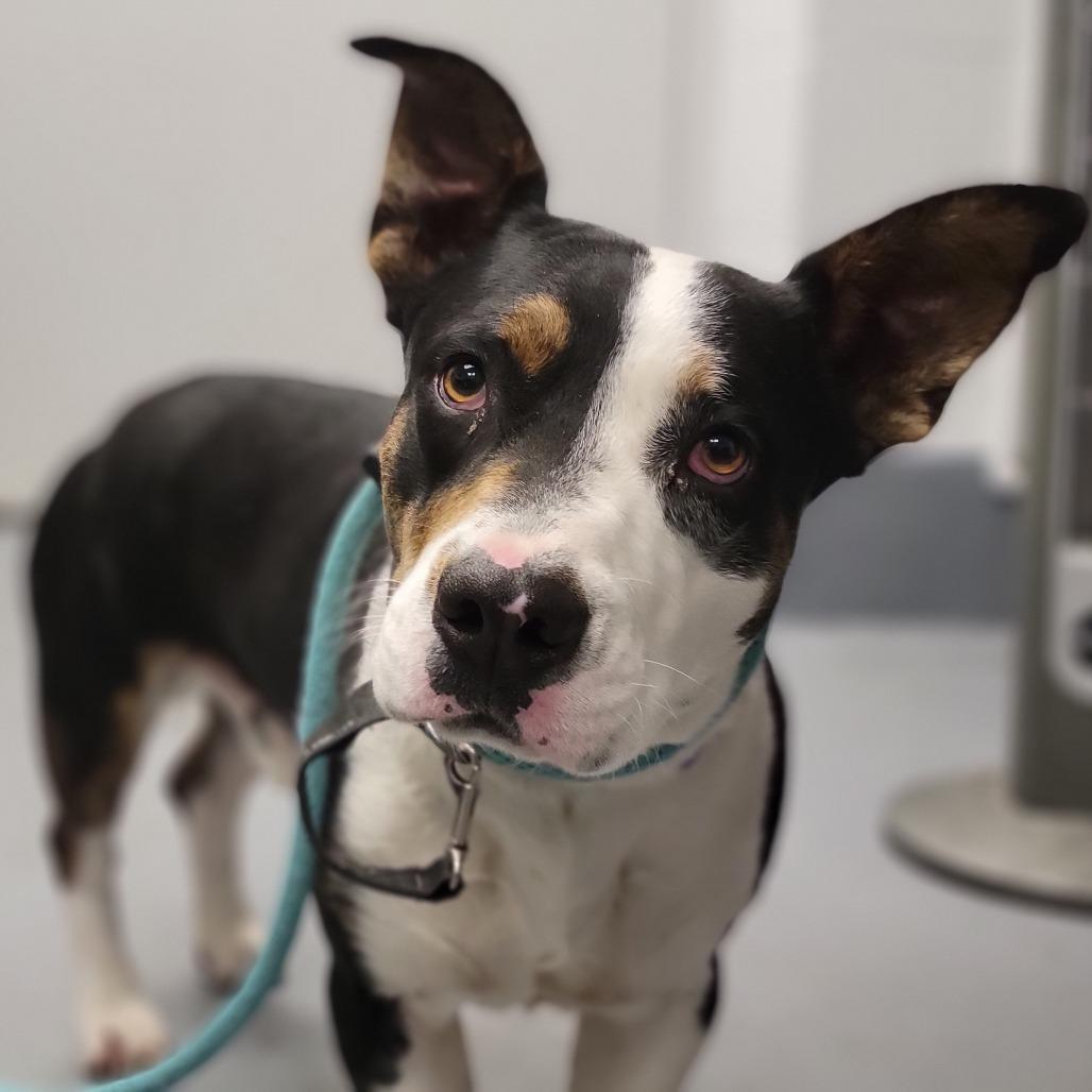 Enlarge Joseph, a Adoptable Mixed Breed in Sarasota, FL image 4/6