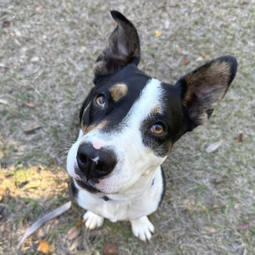 Enlarge Joseph, a Adoptable Mixed Breed in Sarasota, FL image 5/6