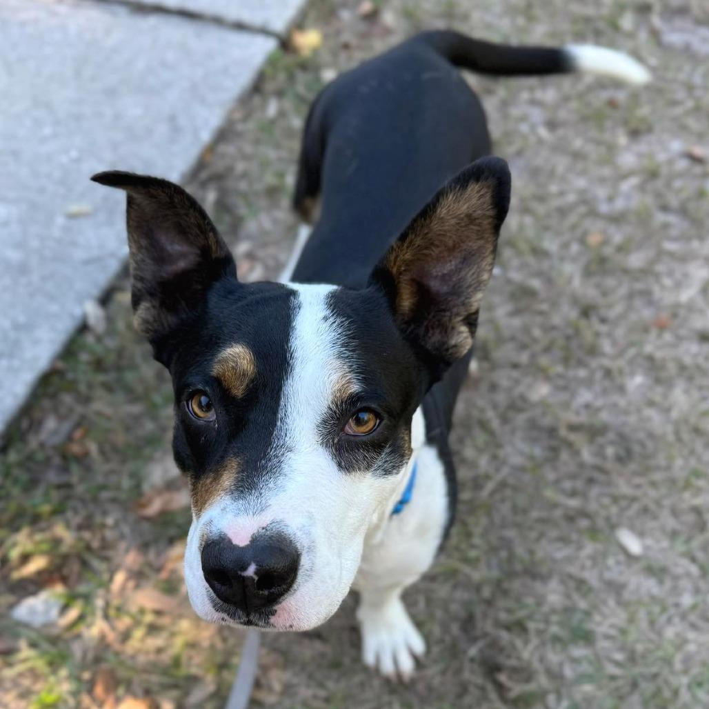 Enlarge Joseph, a Adoptable Mixed Breed in Sarasota, FL image 6/6