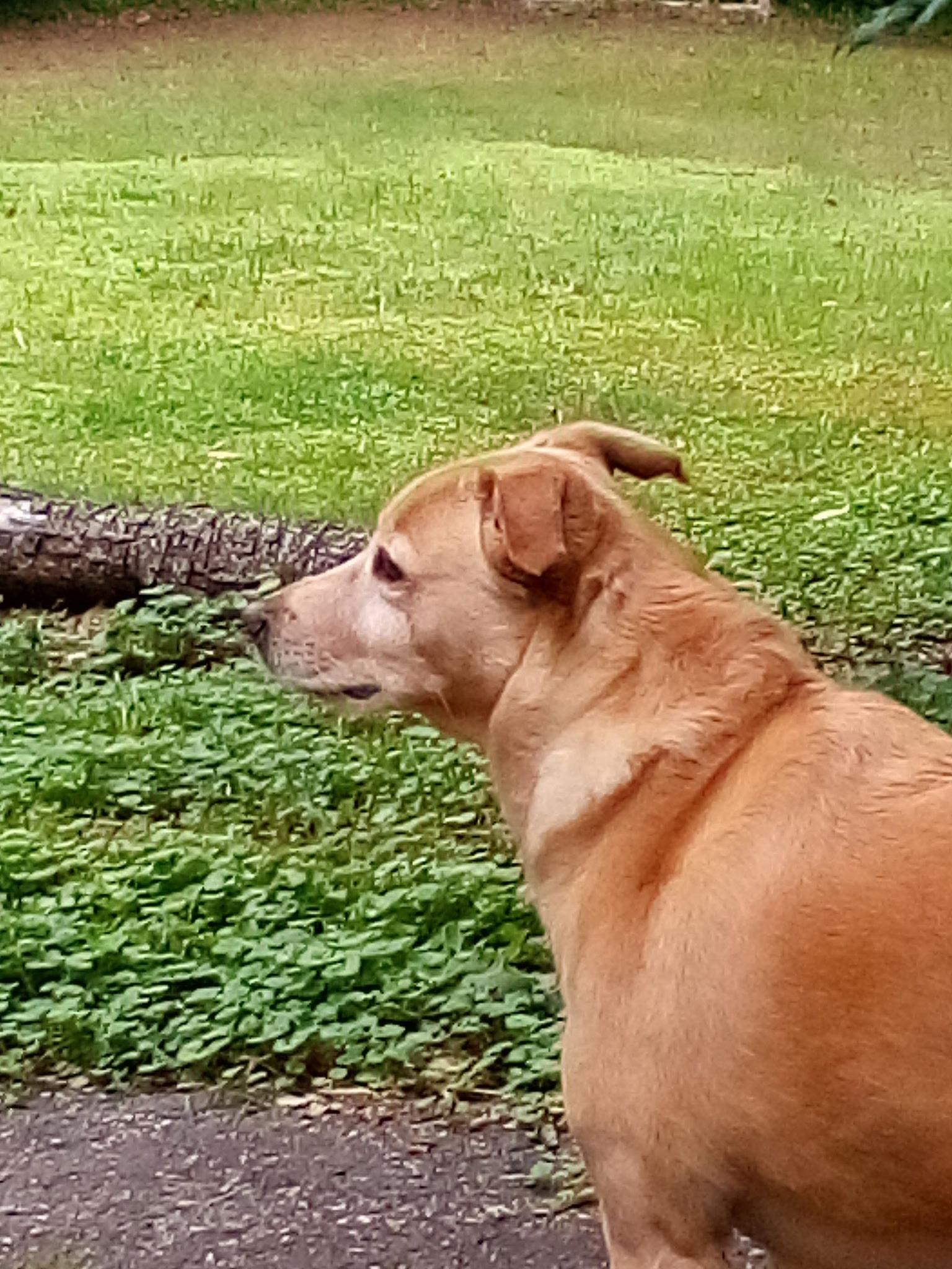 Georgia, Adoptable, Adult Female Labrador Retriever & Whippet.